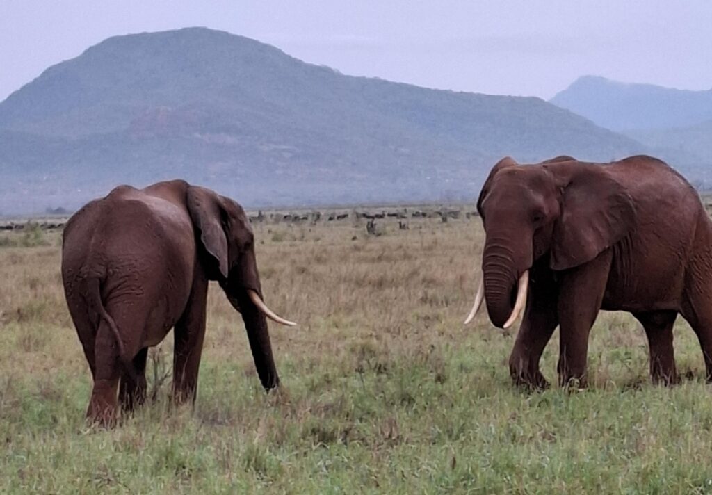 Visiting Kenya 2026 Day 6